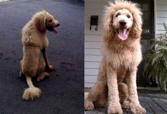 Ο σκύλος που έμοιαζε με λιοντάρι και σκόρπισε τον τρόμο!