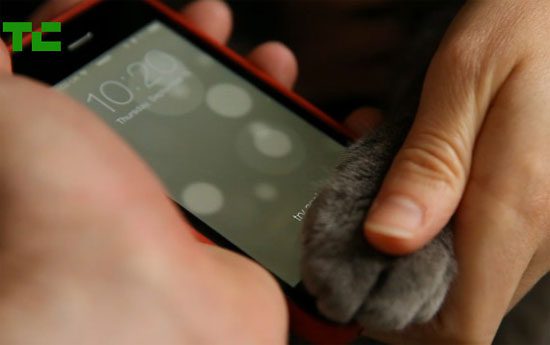 Γάτα ξεκλειδώνει το iPhone 5S με την πατούσα της