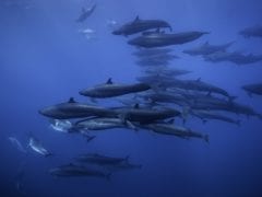 COSMOTE TV BBC Earth Blue Planet 2 2