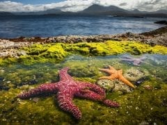 COSMOTE TV BBC Earth Blue Planet 2 4