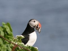 COSMOTE TV BBC Earth Blue Planet 2 5