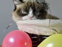 Grumpy Cat 2