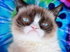 Grumpy Cat